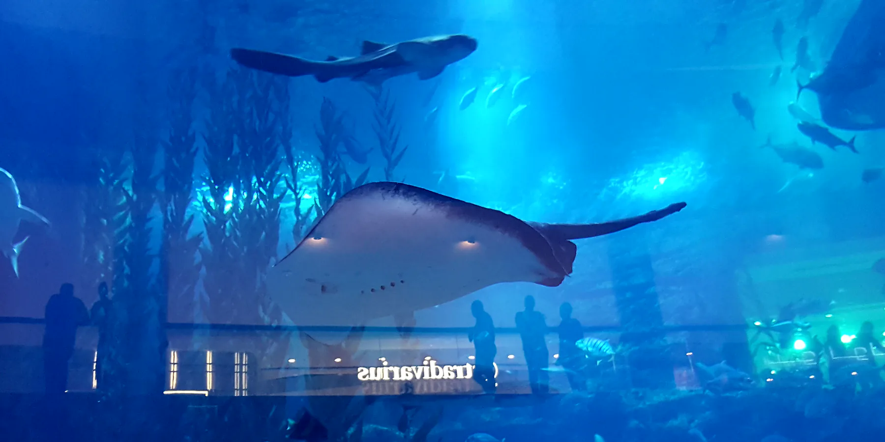 Большая обзорная панель аквариума внутри Dubai Mall