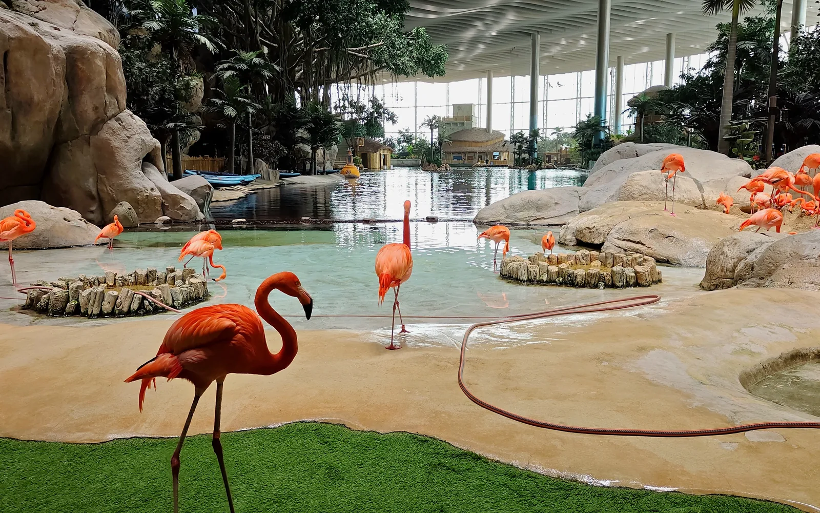 Фламинго у водной зоны в SeaWorld Abu Dhabi